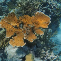 Hol Chan Marine Reserve - Caye Caulker