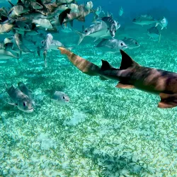 Nurse Shark Point - Caye Caulker