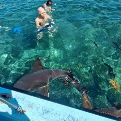 Nurse Shark Point - Caye Caulker