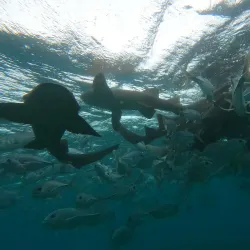 Nurse Shark Point - Caye Caulker