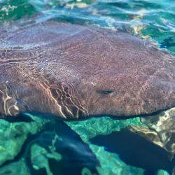 Nurse Shark Point - Caye Caulker