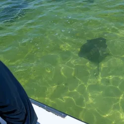 Nurse Shark Point - Caye Caulker