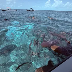 Nurse Shark Point - Caye Caulker
