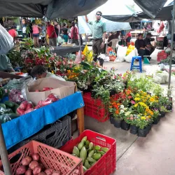 Local Village Markets - Chunox