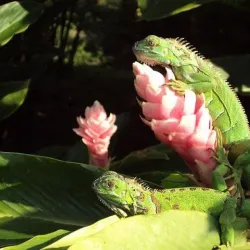 Orange Walk Town - Chunox