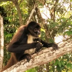 Orange Walk Town - Chunox