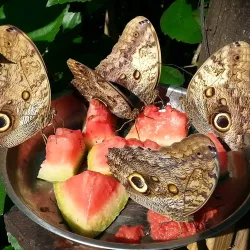 Shipstern Nature Reserve - Chunox