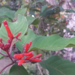 Shipstern Nature Reserve - Chunox