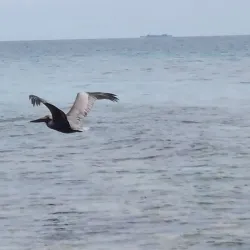 Laughing Bird Caye National Park - Hopkins