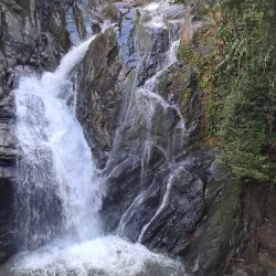 Mayflower Bocawina National Park - Hopkins