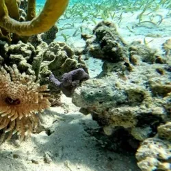 Sea Kayaking and Paddleboarding - Hopkins