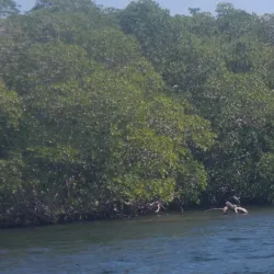 Swallow Caye Wildlife Sanctuary - Ladyville