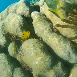 Belize Barrier Reef - Placencia