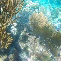 Belize Barrier Reef - Placencia