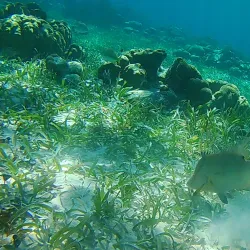 Belize Barrier Reef - Placencia