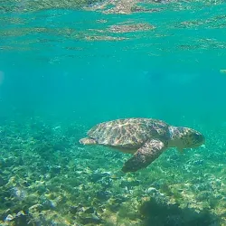 Belize Barrier Reef - Placencia