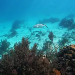 Belize Barrier Reef - Placencia