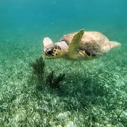 Gladden Spit and Silk Cayes Marine Reserve - Placencia