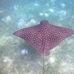 Gladden Spit and Silk Cayes Marine Reserve - Placencia