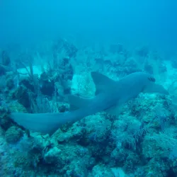 Gladden Spit and Silk Cayes Marine Reserve - Placencia