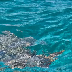 Gladden Spit and Silk Cayes Marine Reserve - Placencia