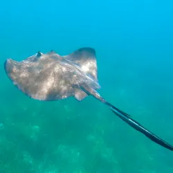 Gladden Spit and Silk Cayes Marine Reserve - Placencia