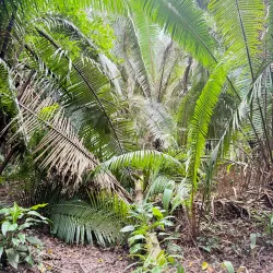 Monkey River - Placencia