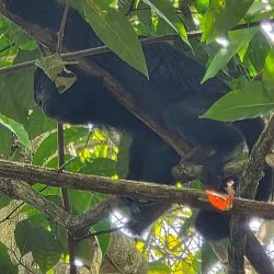 Monkey River - Placencia