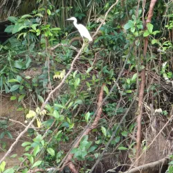 Monkey River - Placencia