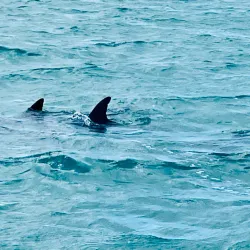 Sea Sports Belize - Placencia