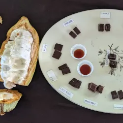 Cacao Farm Tours - Punta Gorda