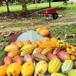 Cacao Farm Tours - Punta Gorda