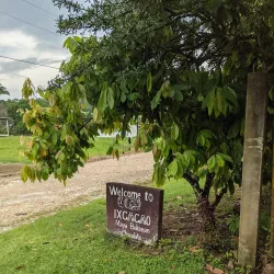 Cacao Farm Tours - Punta Gorda