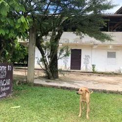 Cacao Farm Tours - Punta Gorda