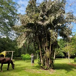 The Belize Botanic Gardens - San Ignacio