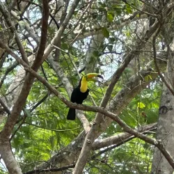 The Belize Botanic Gardens - San Ignacio