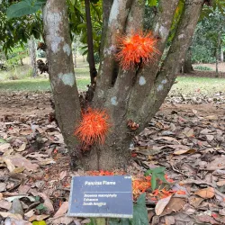 The Belize Botanic Gardens - San Ignacio