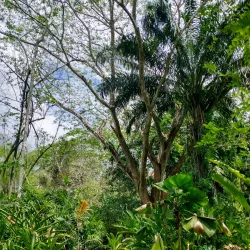 The Belize Botanic Gardens - San Ignacio