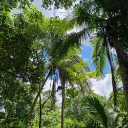 The Community Baboon Sanctuary - San Ignacio