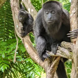 The Community Baboon Sanctuary - San Ignacio
