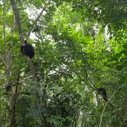 The Community Baboon Sanctuary - San Ignacio