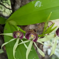 The Community Baboon Sanctuary - San Ignacio