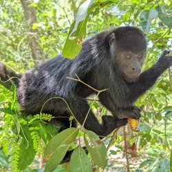 The Community Baboon Sanctuary - San Ignacio