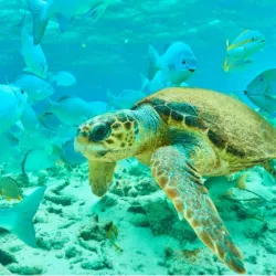 Hol Chan Marine Reserve - San Pedro