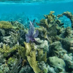 Hol Chan Marine Reserve - San Pedro