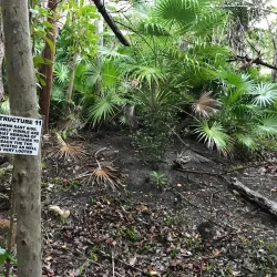 Marco Gonzalez Maya Site - San Pedro