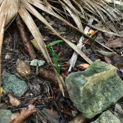 Marco Gonzalez Maya Site - San Pedro