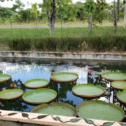 Visitas a Plantaciones de Caña de Azúcar - Spanish Lookout