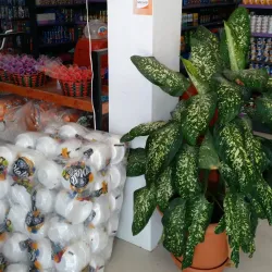 Toledo Settlement Market - Toledo Settlement