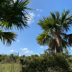 Paget Marsh Nature Reserve - Paget Parish
